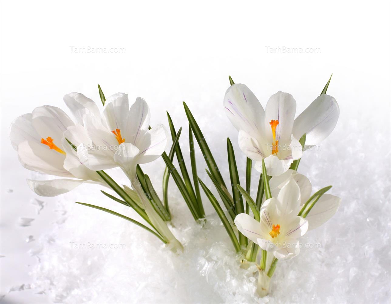 تصویر با کیفیت گل سفید زیبا در برف | طرح با ما