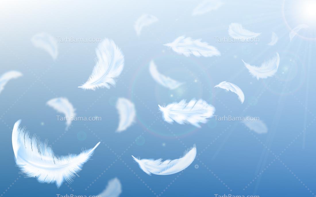 وکتور پرندگان